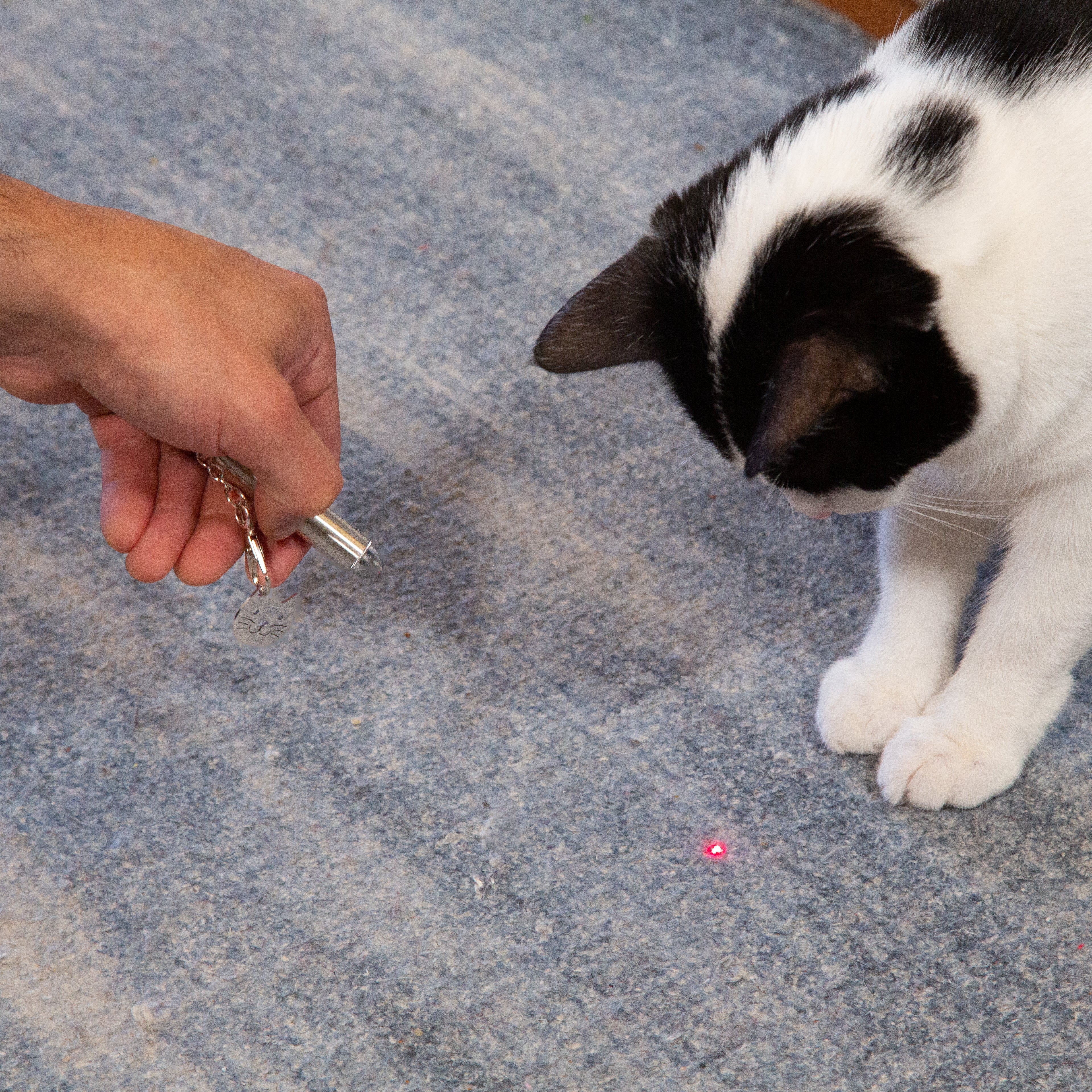 Kiko Laser Pointer - Image 3